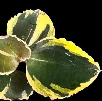 Anoectochilus 'Black Swan' variegated (Jewel Orchid)