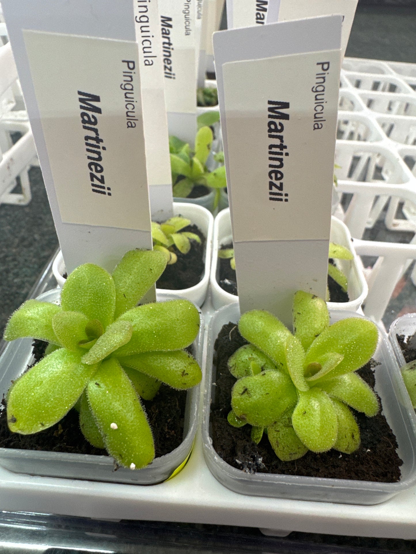 Pinguicula martinezii