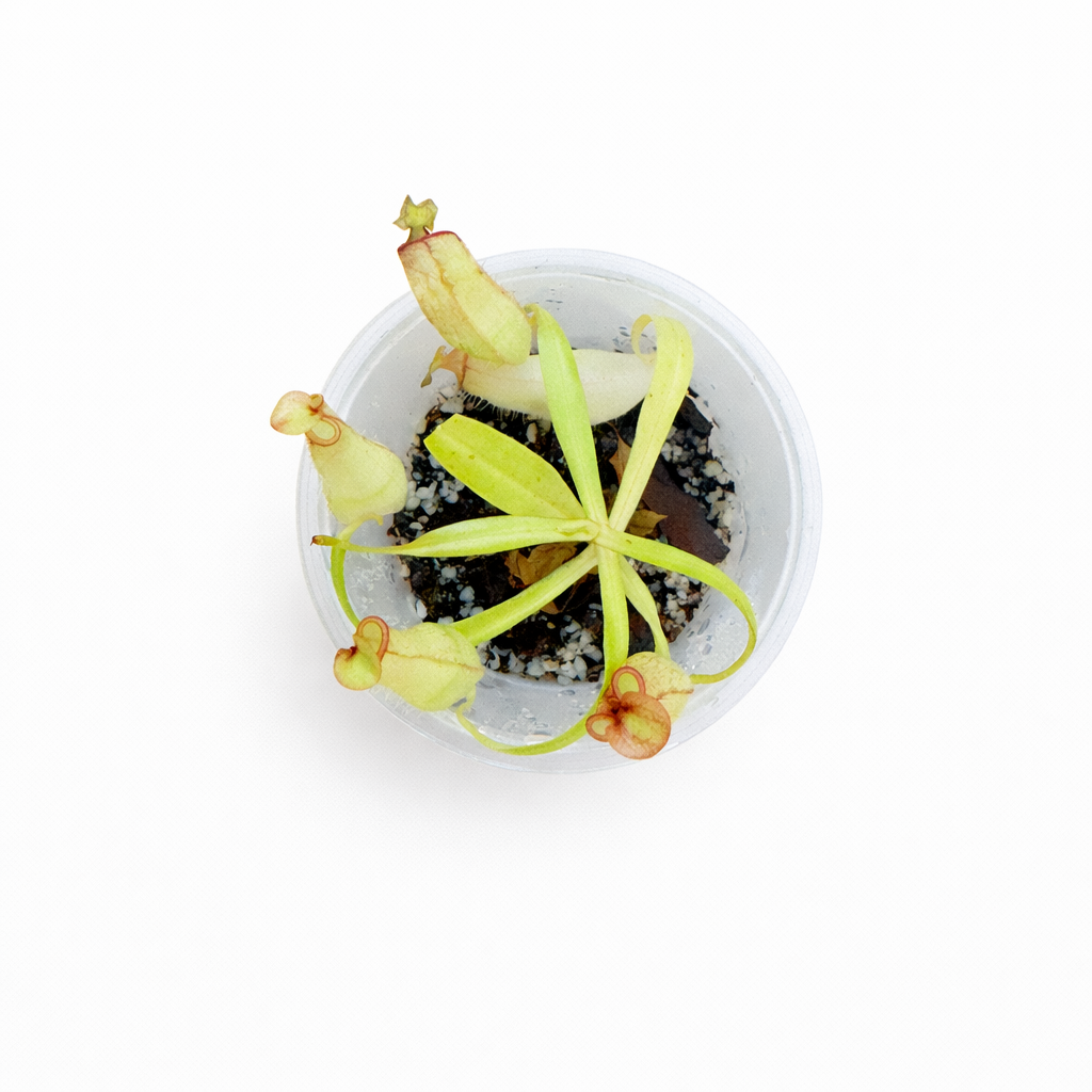 Nepenthes eustachya