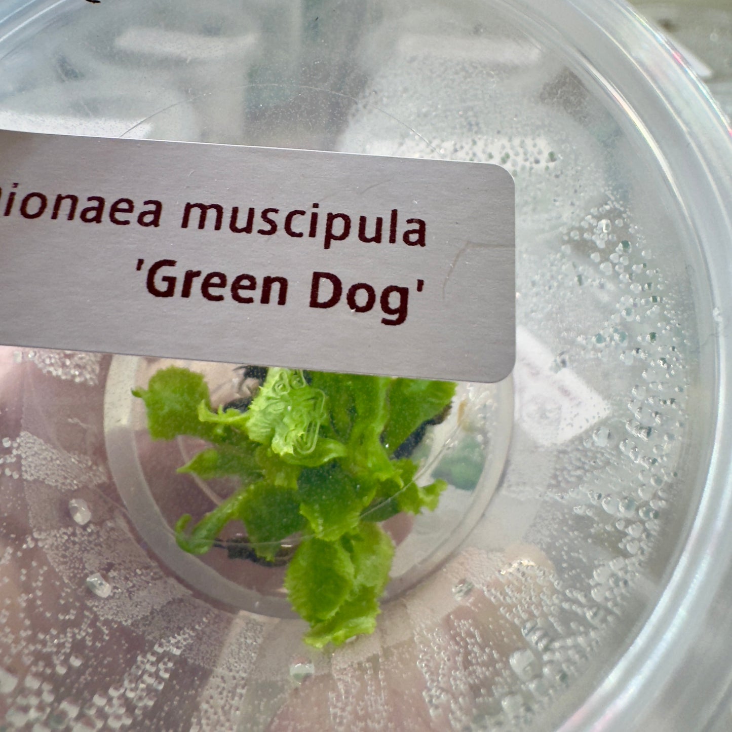 Dionaea muscipula 'Green Dog' (Venus Flytrap)