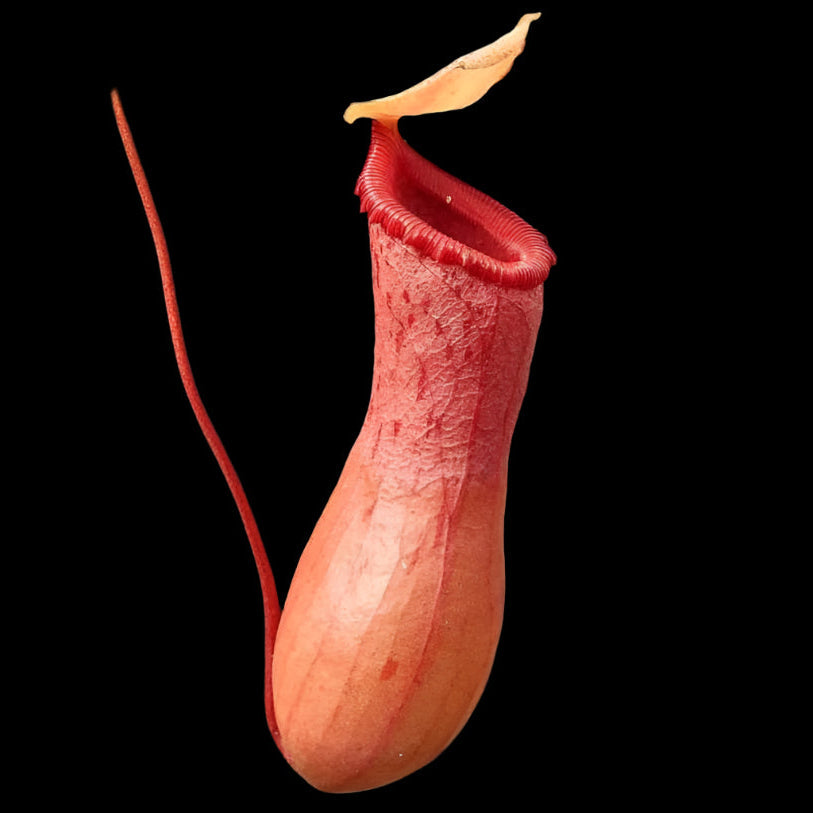 Nepenthes Ventricosa