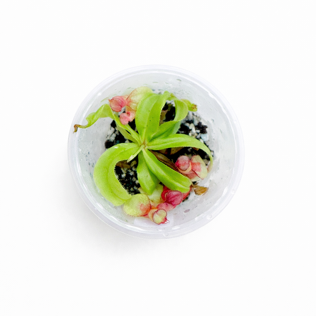 Nepenthes rowaniae