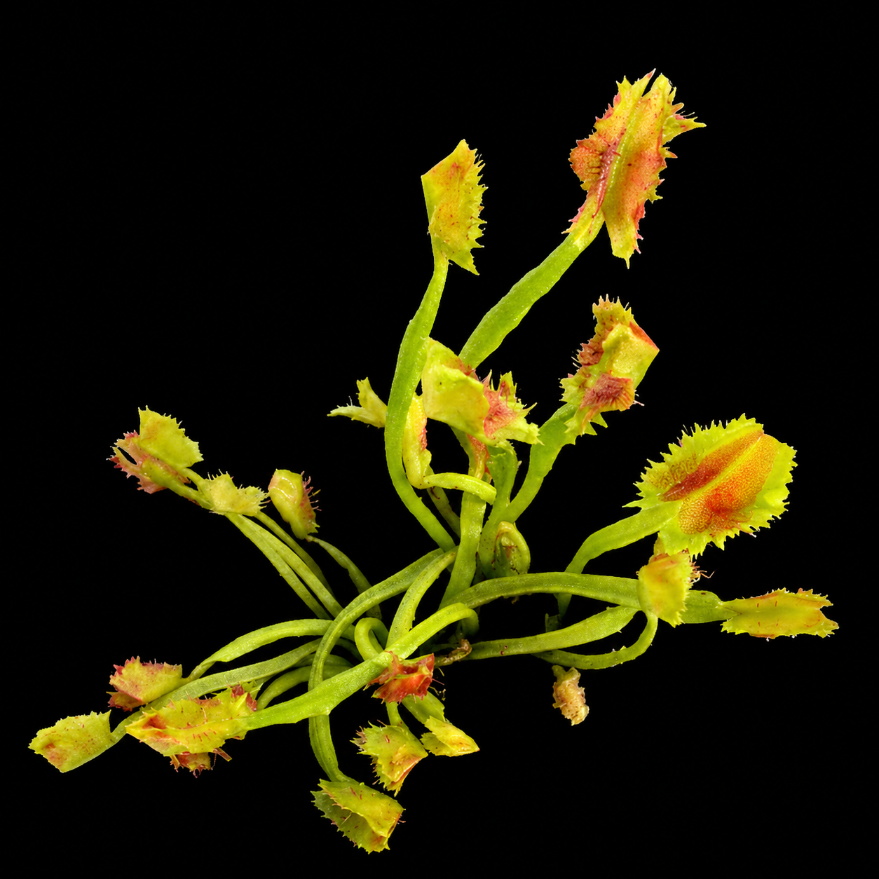 Dionaea muscipula 'Tower of Madness' (Venus Flytrap)