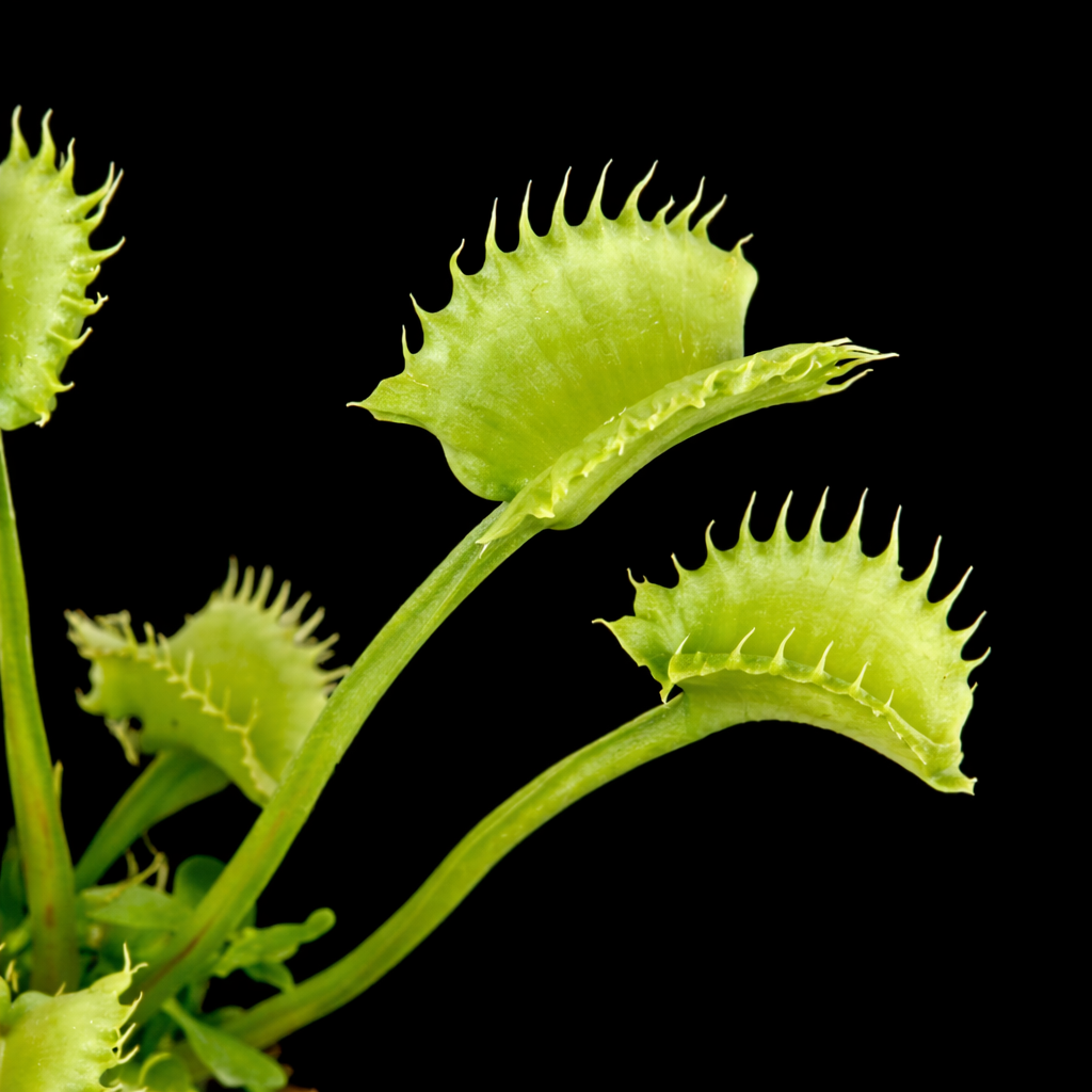 Dionaea muscipula 'Shir Khan' (Venus Flytrap)
