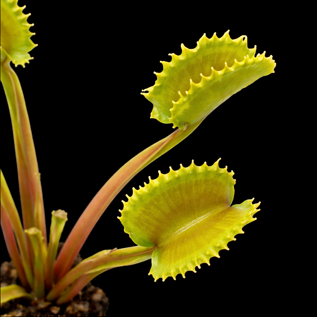 Dionaea muscipula 'Damballa' (Venus Flytrap)