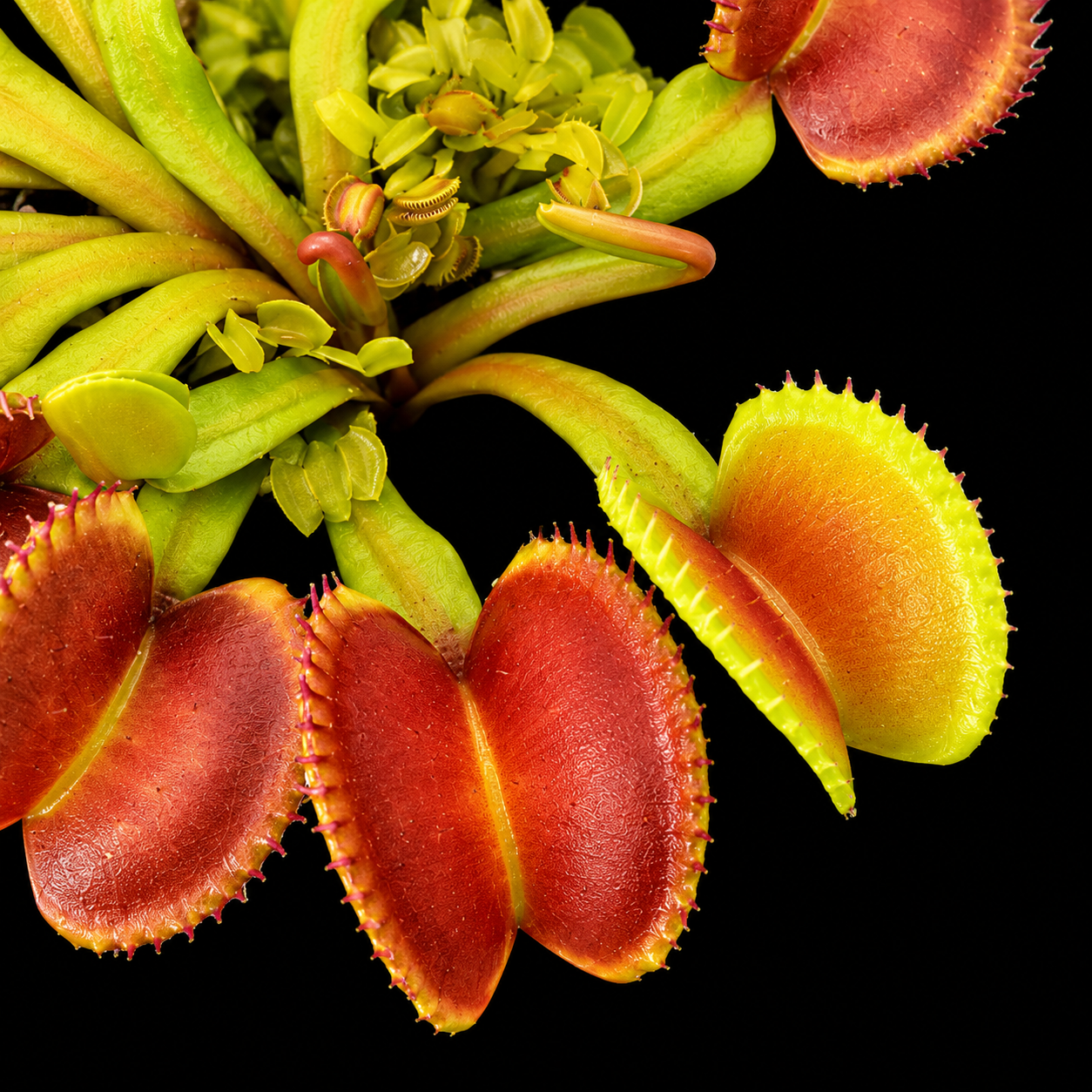 Dionaea muscipula 'Diflora Wizard' (Venus Flytrap)