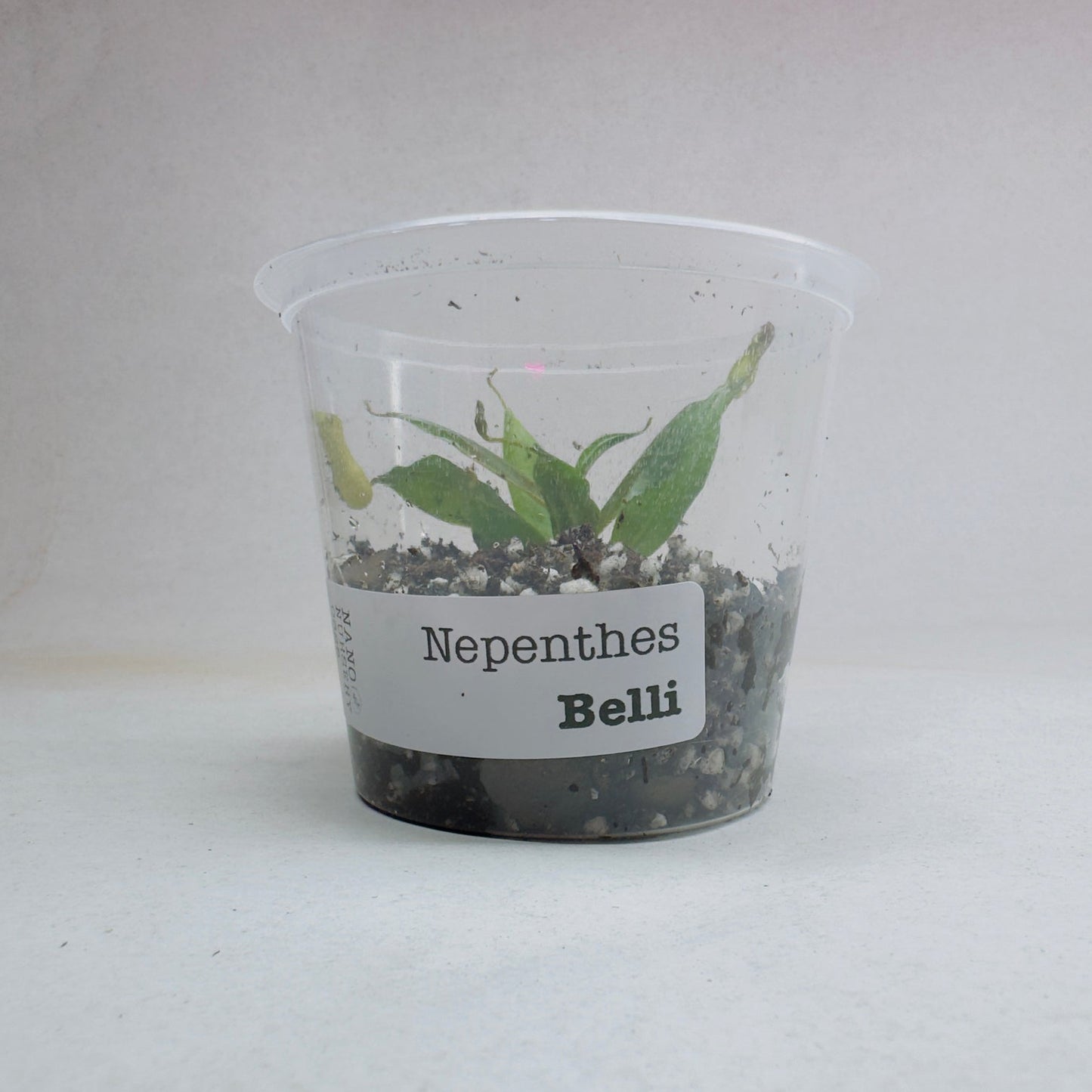 Nepenthes bellii