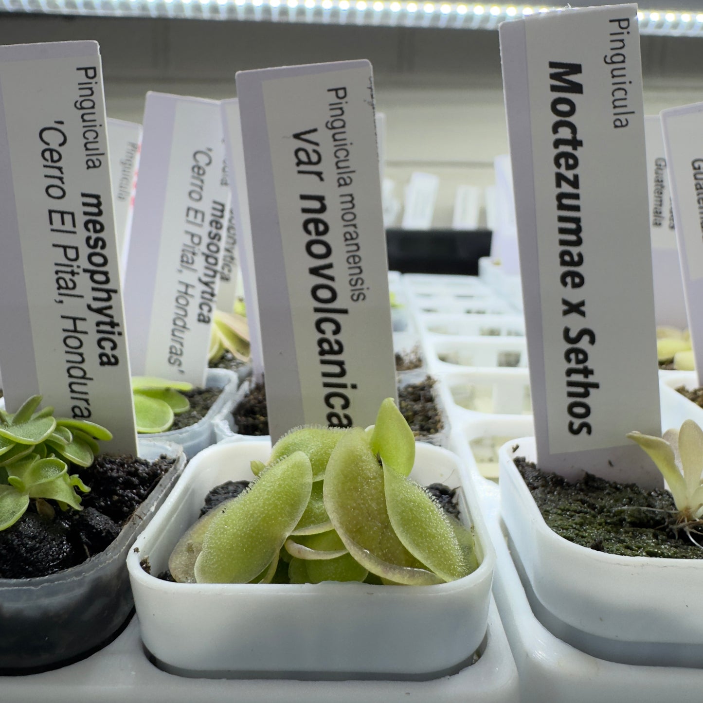 Collection of small plants in pots with labels indicating plant names and locations.