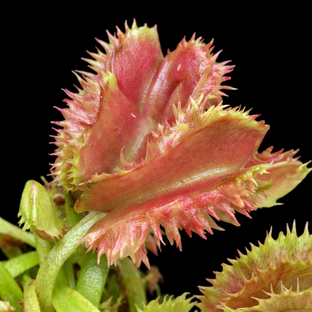 Close-up of a Venus flytrap with pinkish-red traps on a black background
