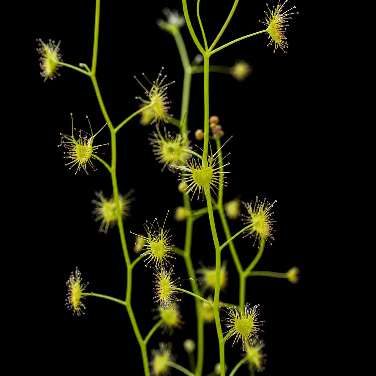 Drosera lunata (New South Wales Tuberous Sundew)