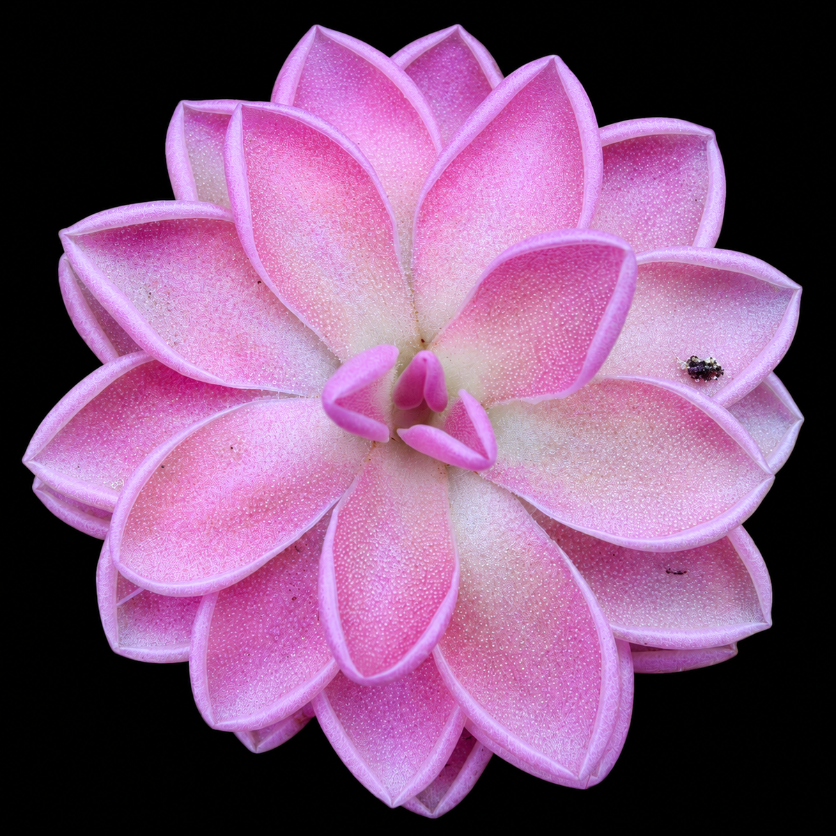 Pinguicula 'Delta' (Butterwort)