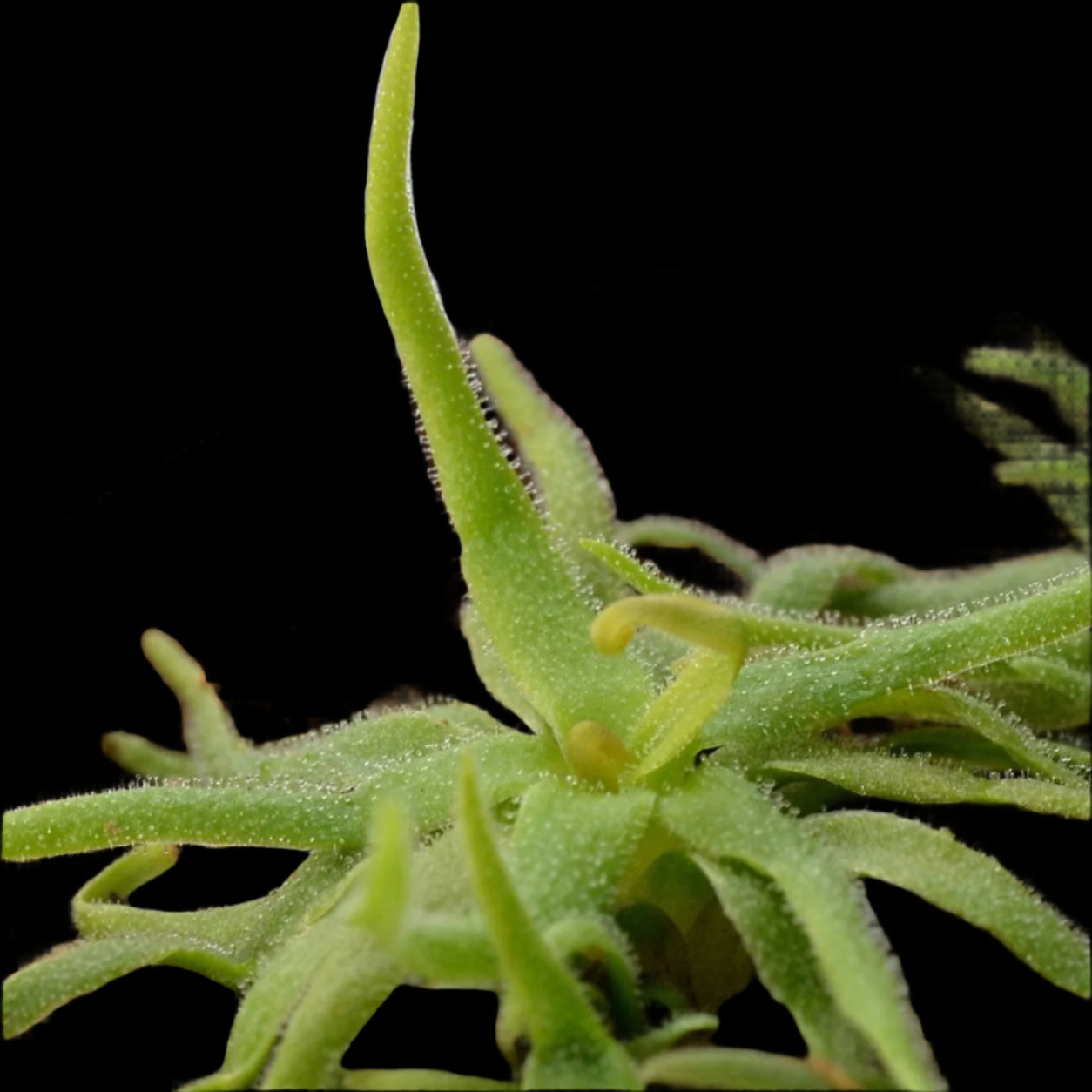 Pinguicula heterophylla