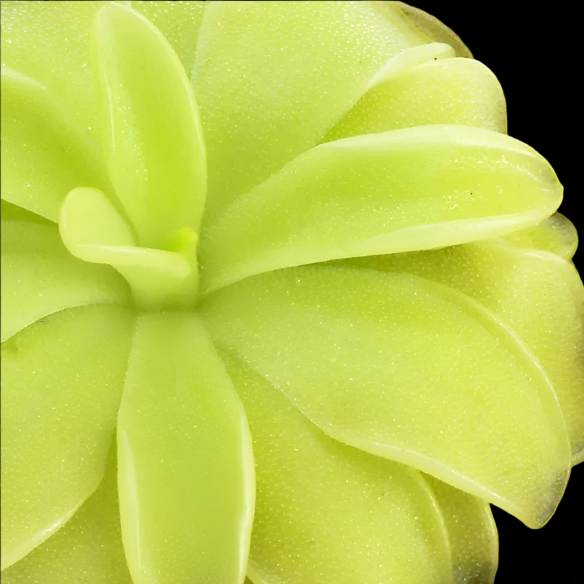 Pinguicula moranensis 'Alba'