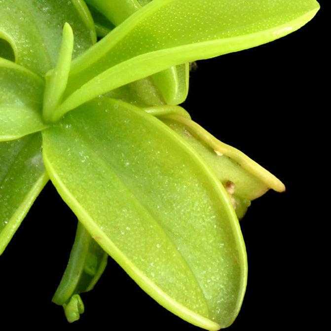 Pinguicula primuliflora