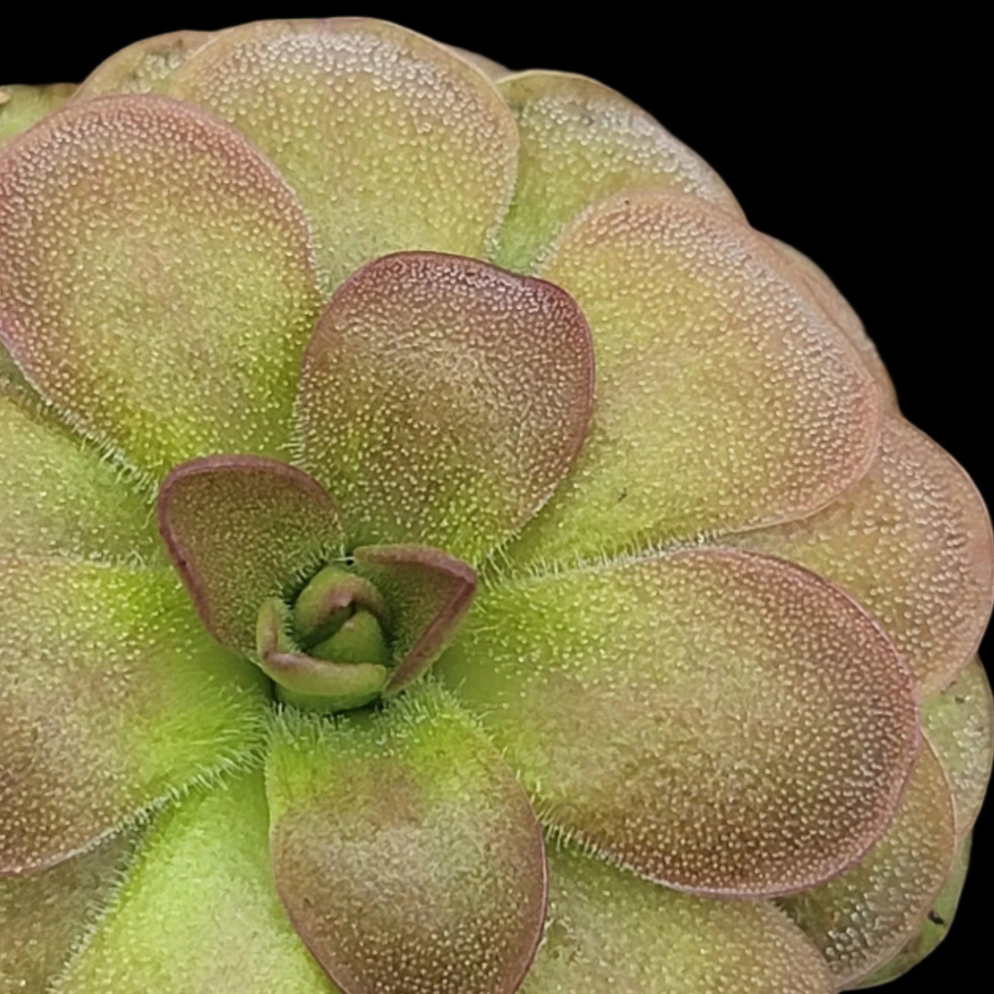 Pinguicula 'Guatemala'