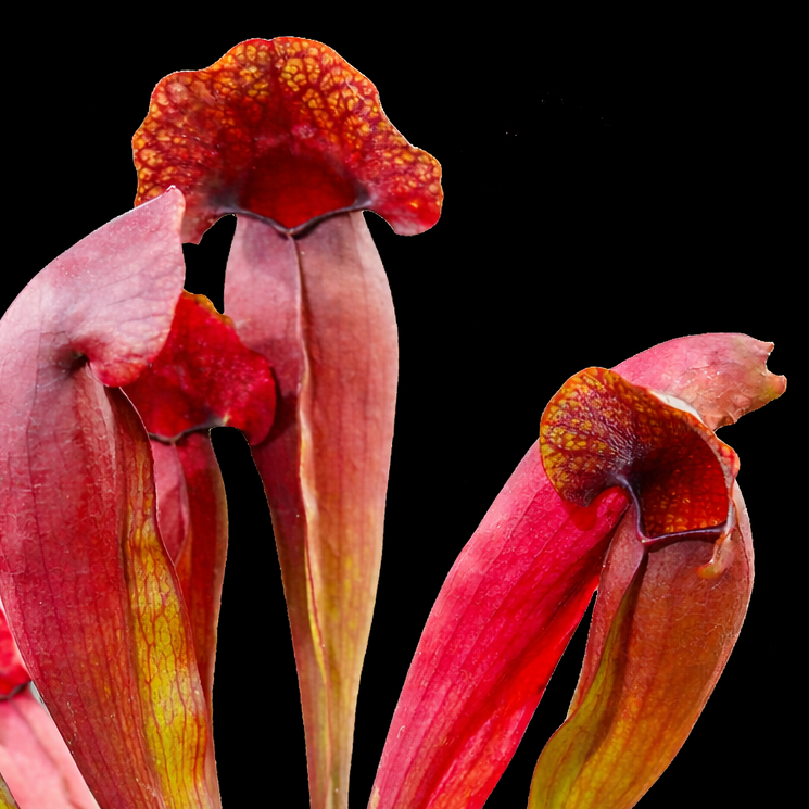 Close-up of a pitcher plant with red and pink hues on a black background
