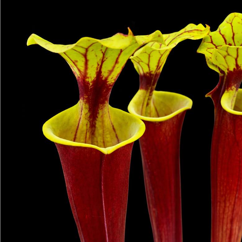 Sarracenia flava var. rubricorpora (North American Pitcher Plant)