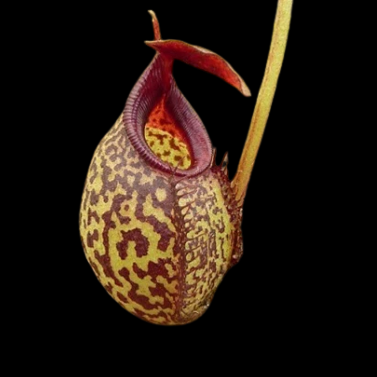 Nepenthes aristolochioides x spectabilis – Nano Nursery