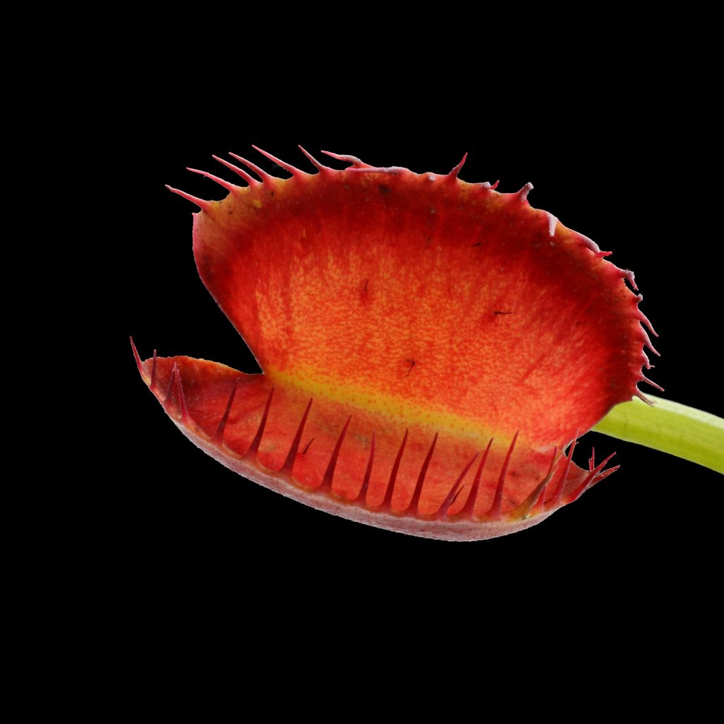 Dionaea muscipula 'Booman's Mutant' (Venus Flytrap) – Nano Nursery