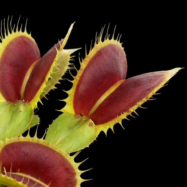 Dionaea muscipula 'Big Mouth’ (Venus Flytrap)