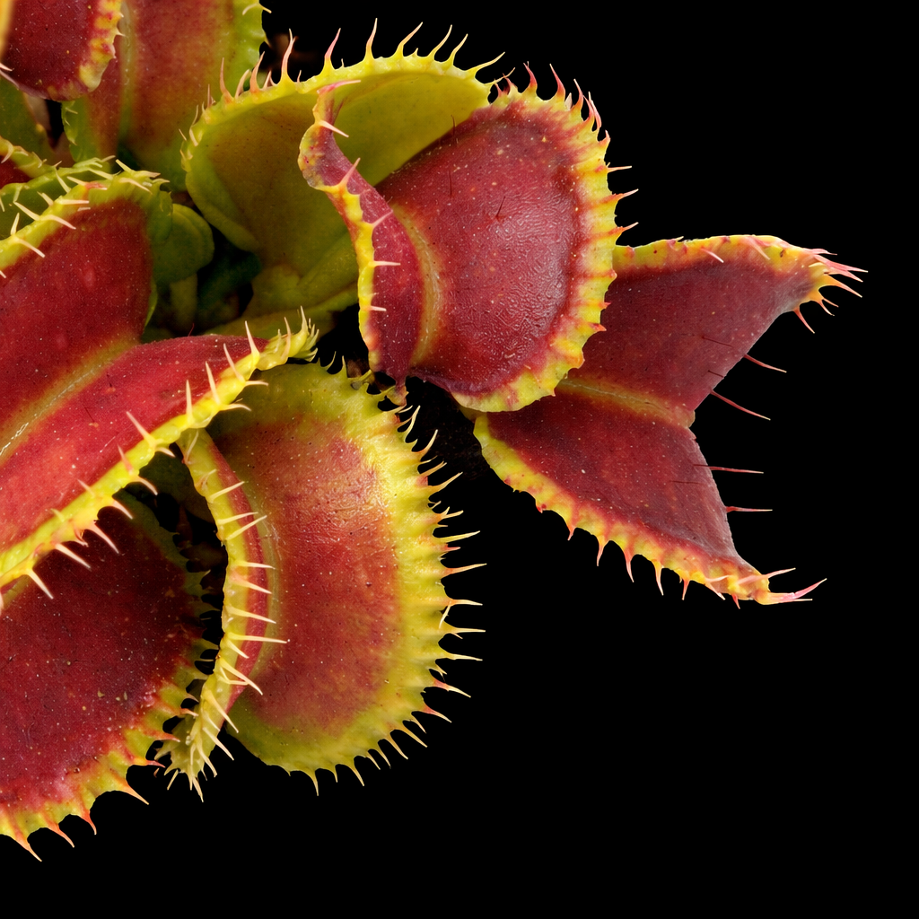 Dionaea muscipula 'Mutant #1' (Venus Flytrap) – Nano Nursery