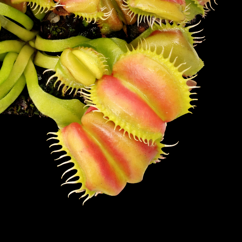Dionaea muscipula 'Angelwings' (Venus Flytrap)