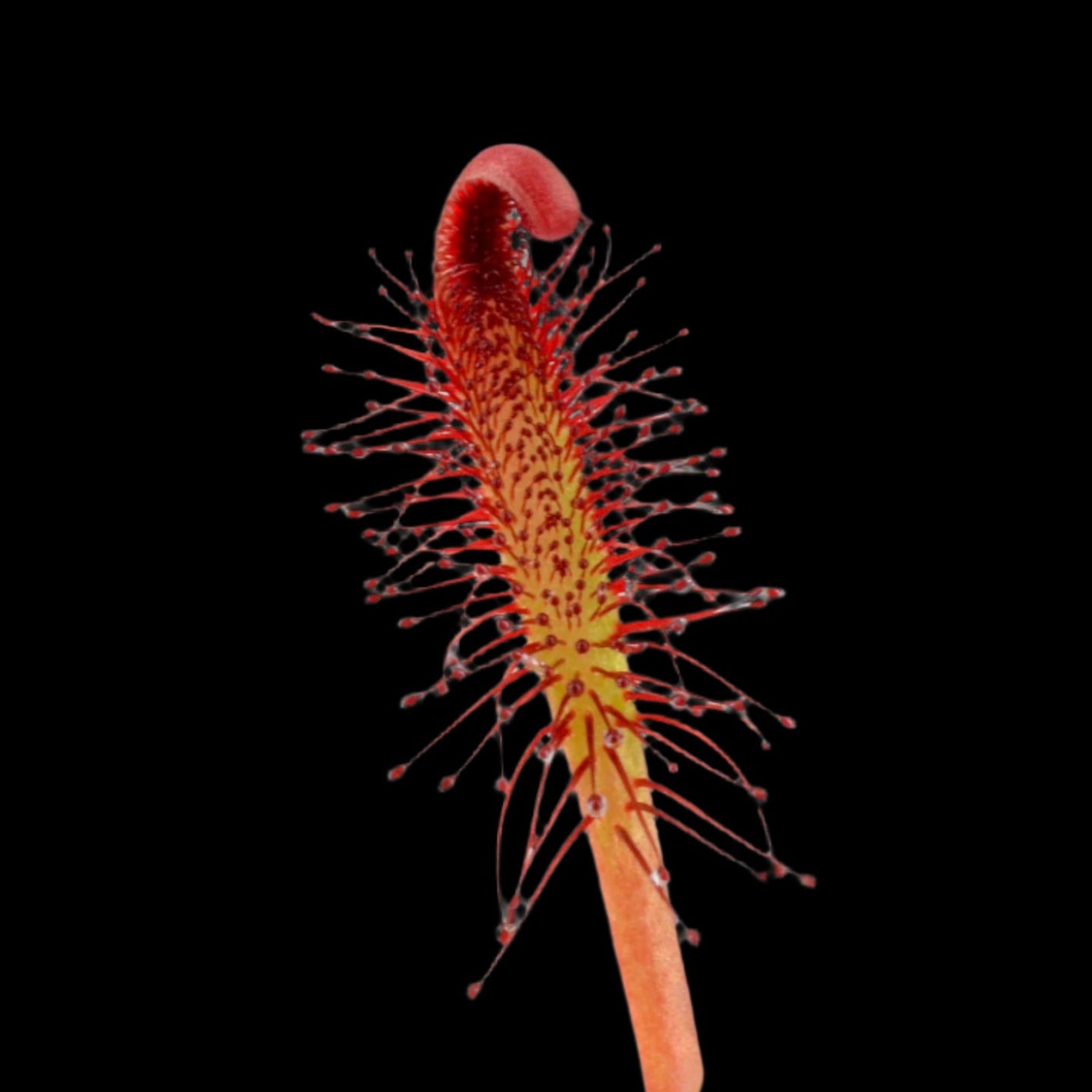 Drosera capensis ‘Red’ (Cape Sundew)