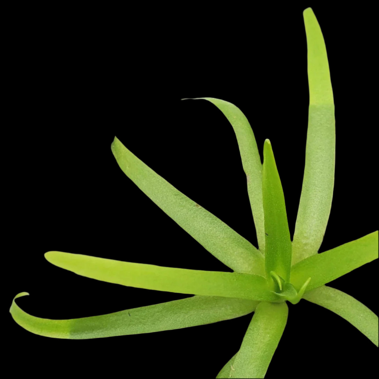 Pinguicula moctezumae