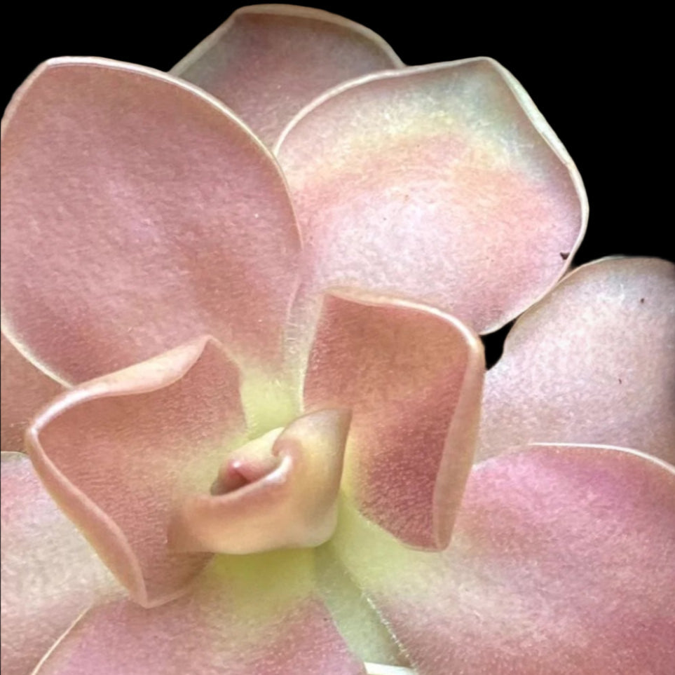 Pinguicula Weser x jaumavensis