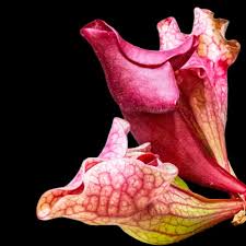 Sarracenia 'Ewelina' (S. purpurea × S. rubra)