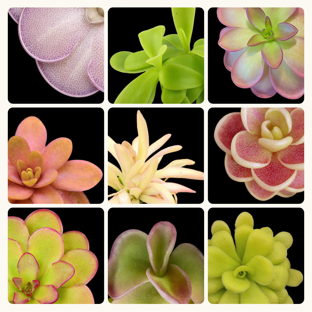 Nine representative Pinguicula butterworts in green and pink-purple tones; exact mystery plant may vary