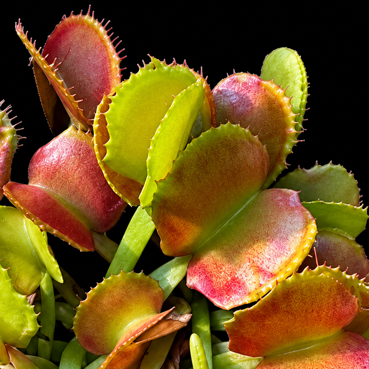 Dionaea muscipula 'Pacman' (Venus Flytrap)