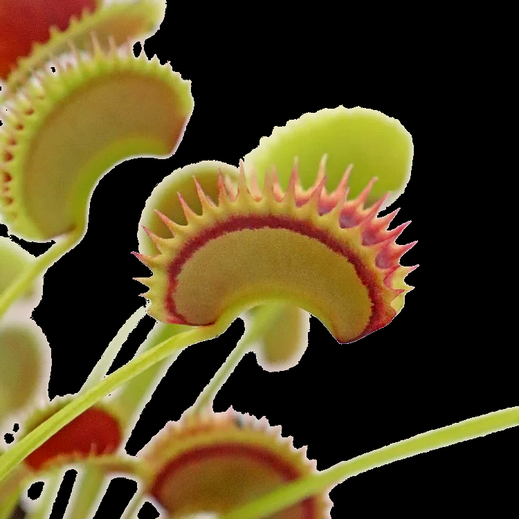 Dionaea muscipula 'Fake Dracula' (Venus Flytrap)