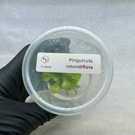 Nano Nursery photograph of plant material held under the Pinguicula rotundiflora label.