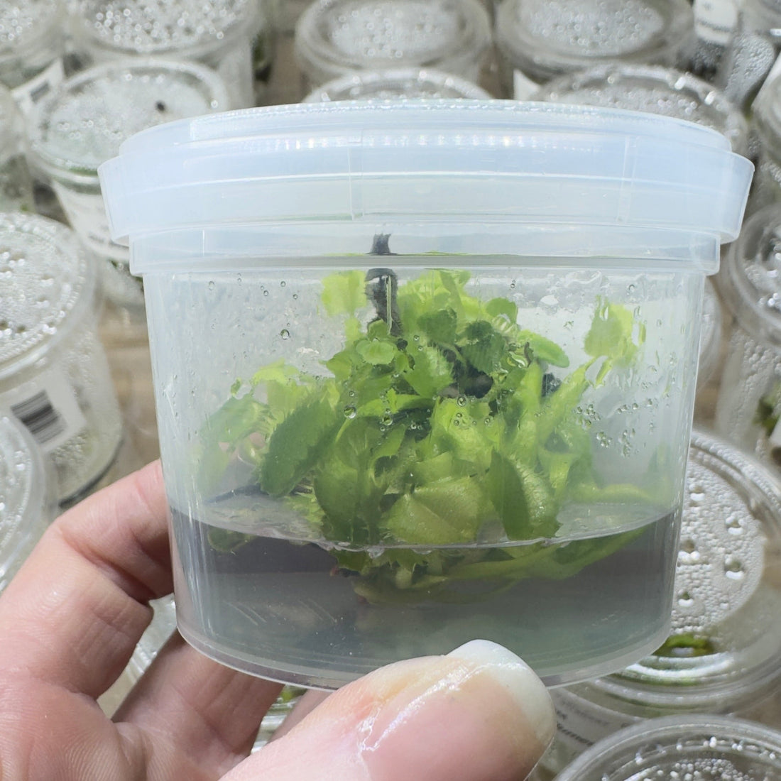 How to Grow Venus Flytraps: A Beginner’s Guide