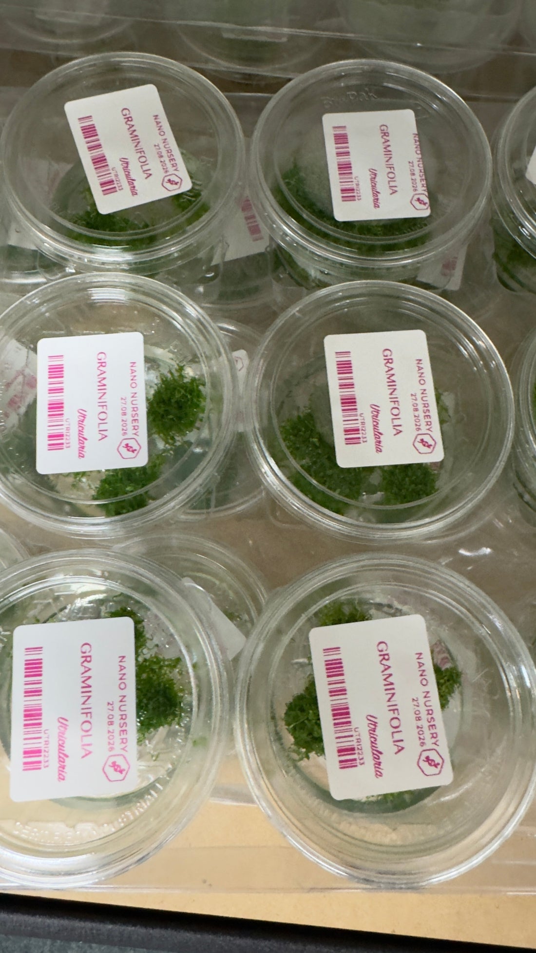 Labelled Utricularia graminifolia culture cups containing green foliage at Nano Nursery.