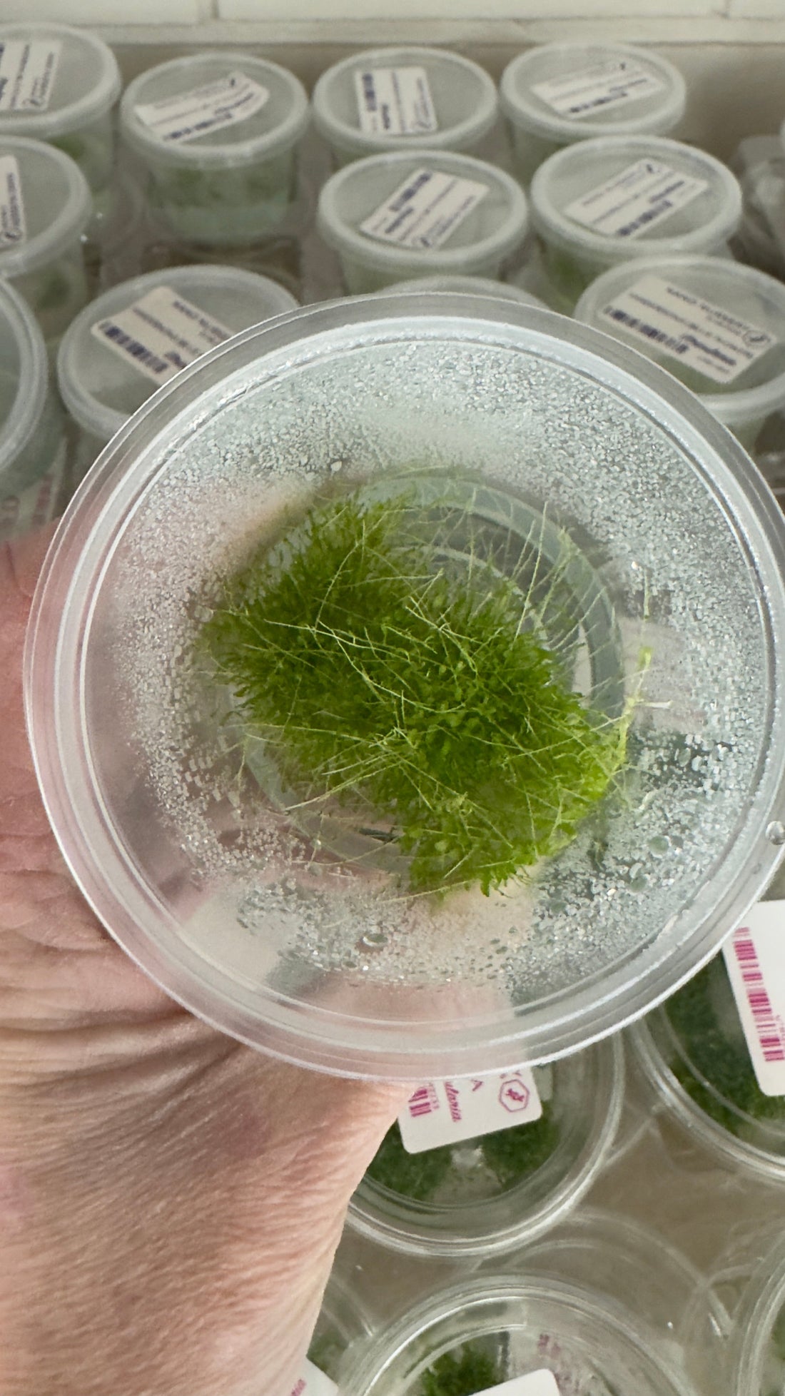 Utricularia sandersonii Blue Flower foliage growing in a clear Nano Nursery culture cup, viewed from above.