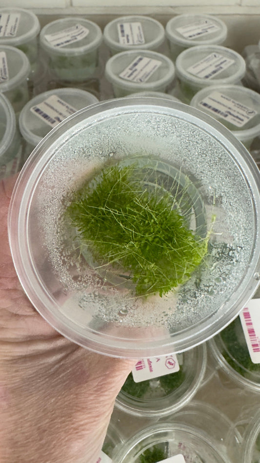 Utricularia sandersonii Blue Flower foliage growing in a clear Nano Nursery culture cup, viewed from above.