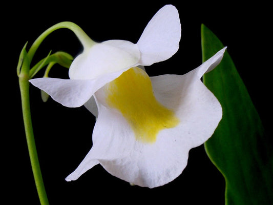 White Utricularia alpina flower with a broad yellow patch on the lower lip, beside a green leaf.