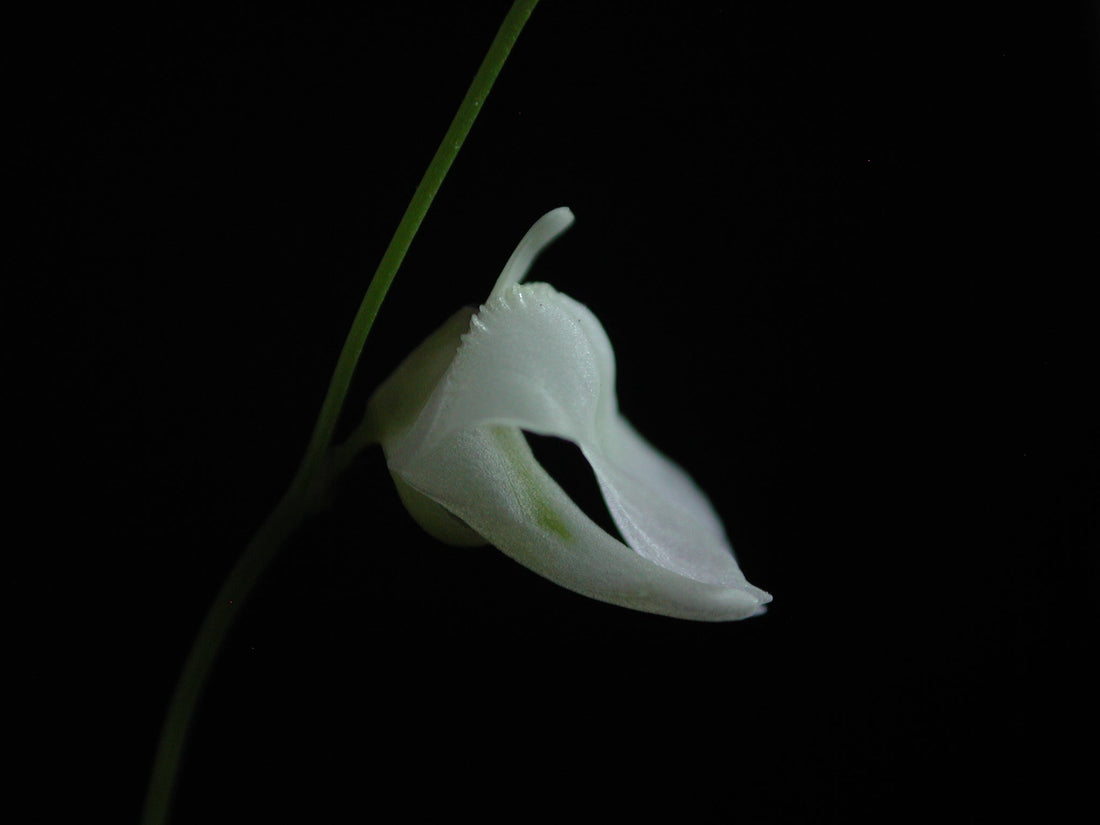 Side view of a pale Utricularia livida flower on a slender green stalk against a dark background.