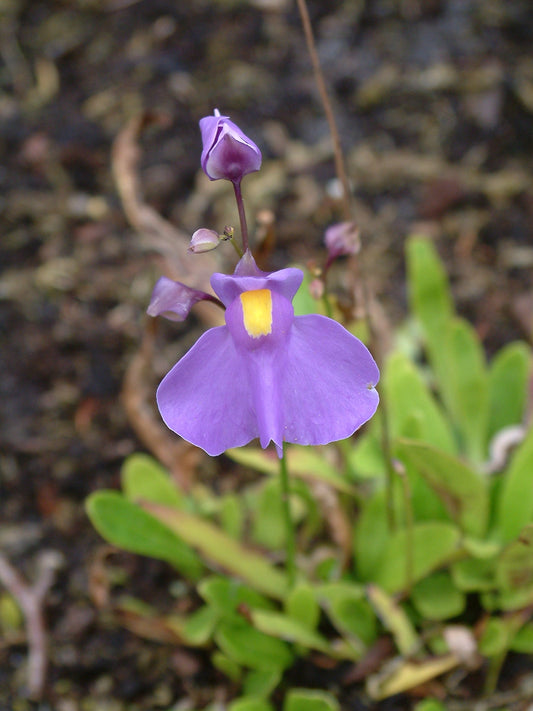 Purple Utricularia longifolia flower with a bright yellow central patch, buds above and green foliage behind.
