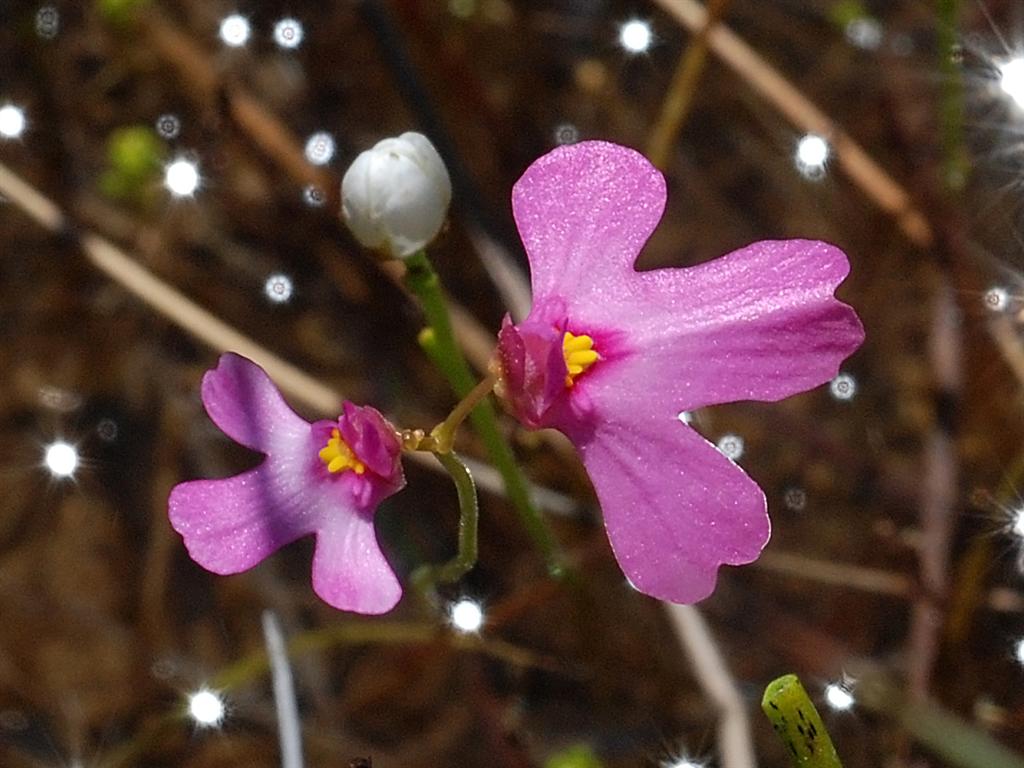 Two pink Utricularia multifida flowers with lobed lower lips and small yellow ridges at their centres.