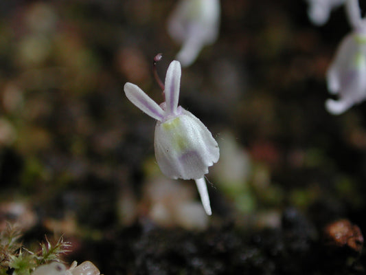 Pale Utricularia sandersonii flower with two upright upper lobes, a broad lower lip and a slender downward spur.