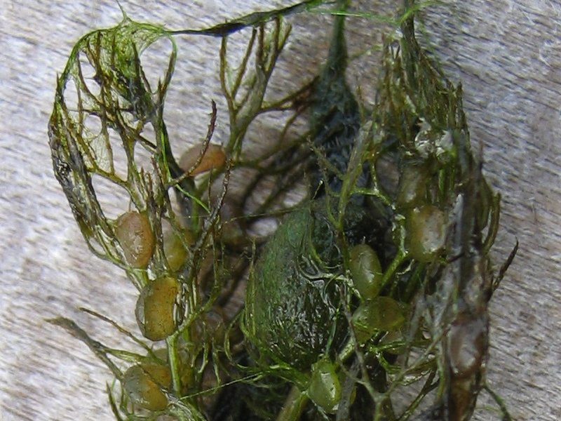 Rounded bladder traps among the finely divided green shoots of a bladderwort identified as Utricularia vulgaris aggregate.