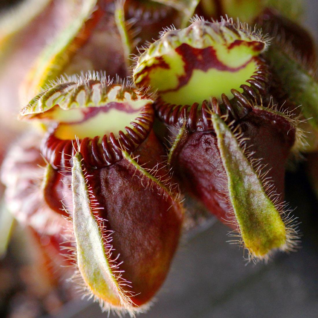 Cephalotus (Australian Pitcher)