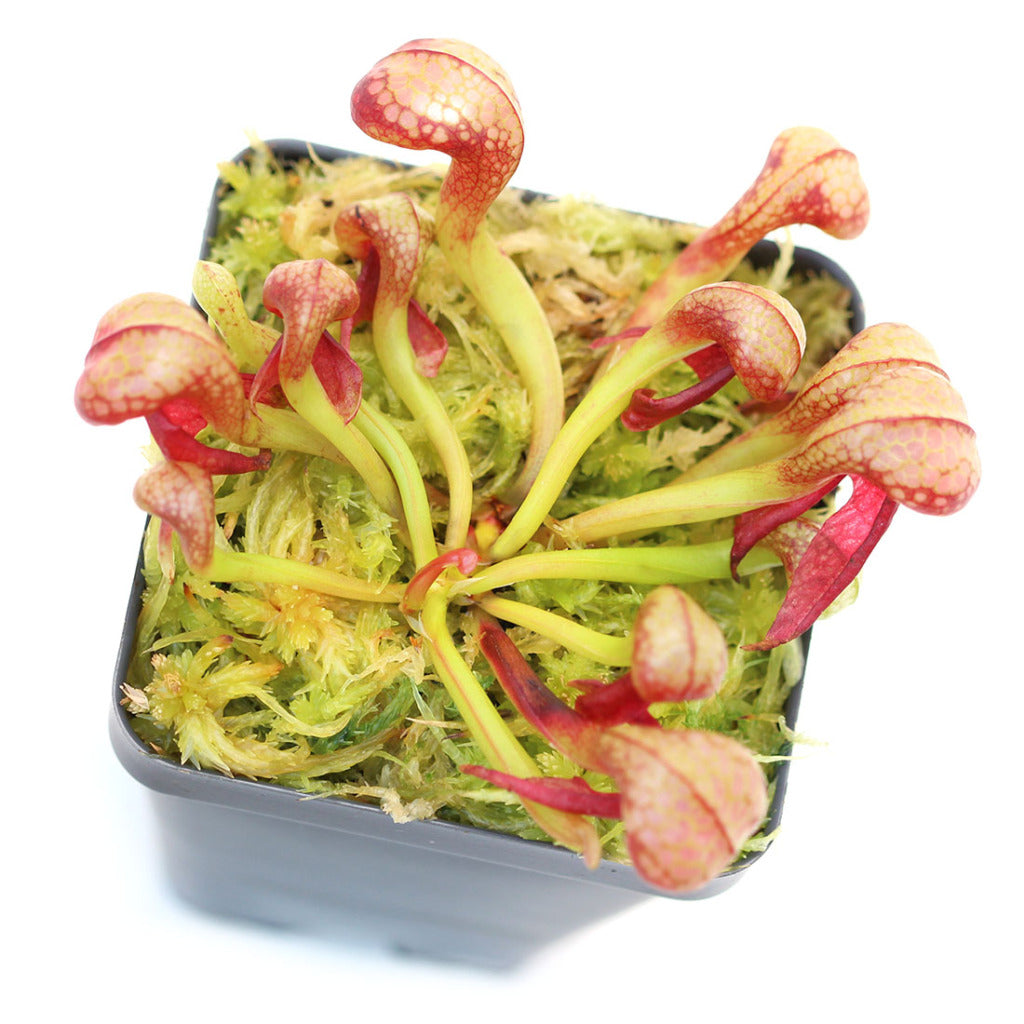 Darlingtonia (Cobra Lily)