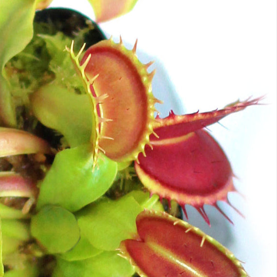 Dionaea muscipula (Venus Fly Traps)