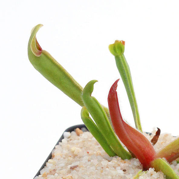 Heliamphora (Sun Pitchers)