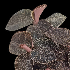 Jewel Orchid