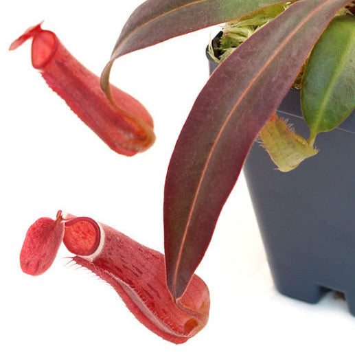Nepenthes (Tropical Pitcher)